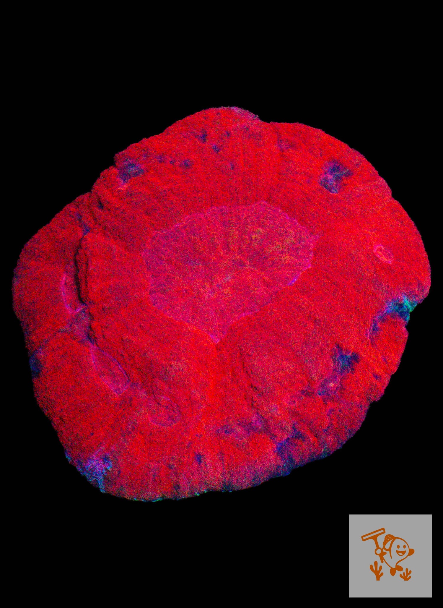 A37 - Red Australomussa image 0