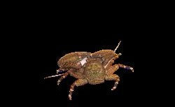 Black Porcelain Crabs image 0