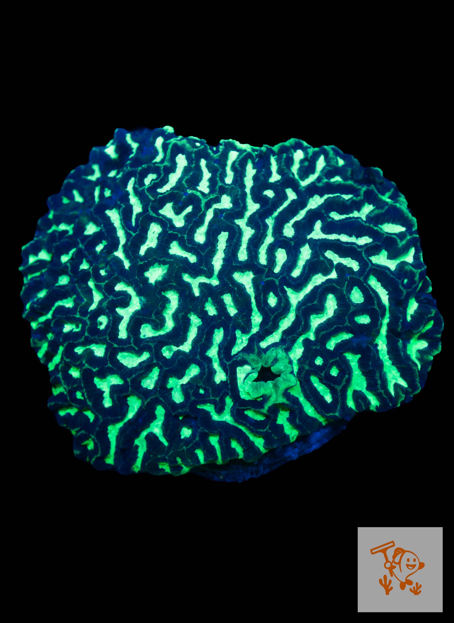 A10 - Neon Green Maze Brain