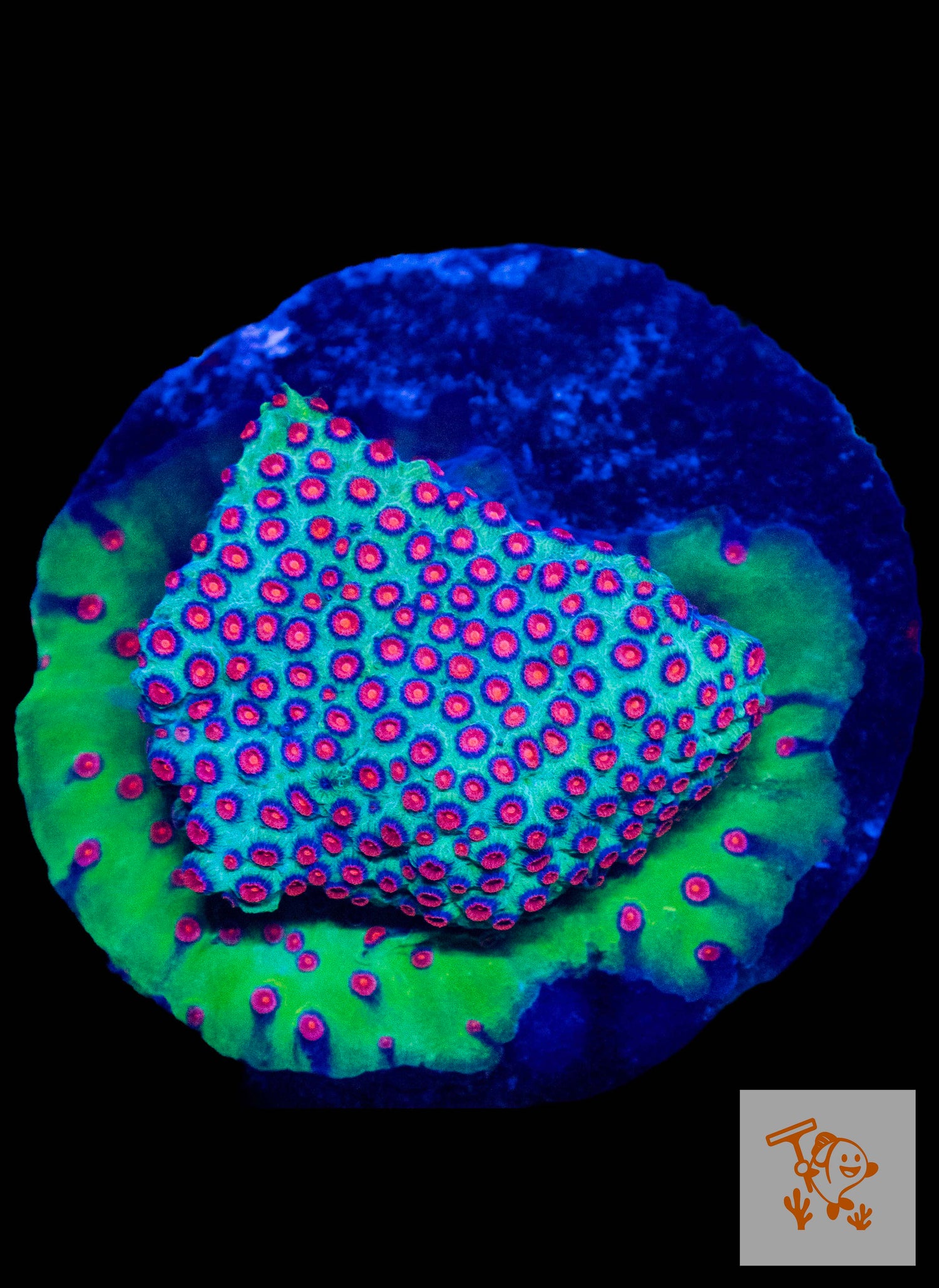 A11 - Meteor Shower Cyphastrea