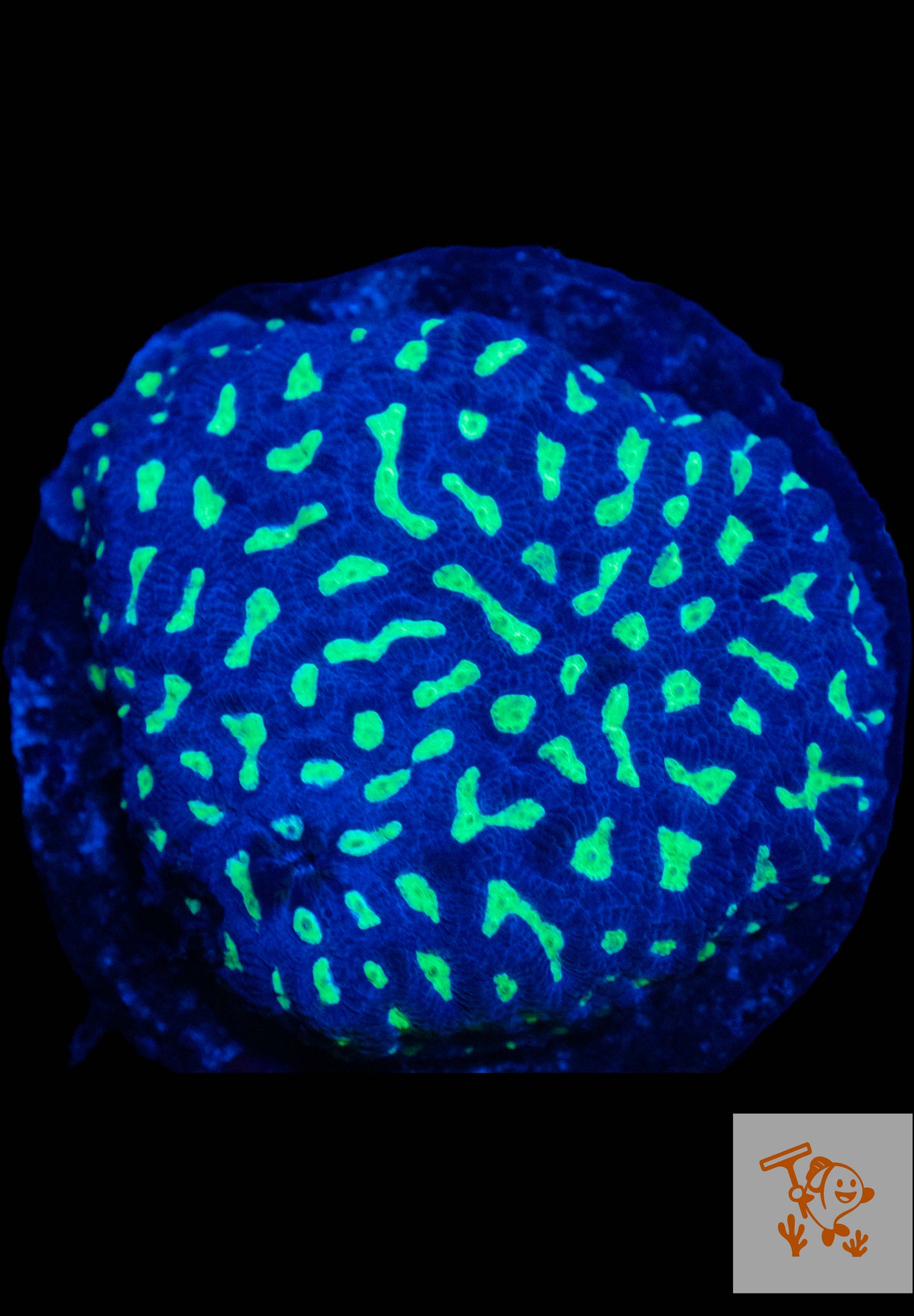 A12 - Neon Green Maze Brain with blue borders