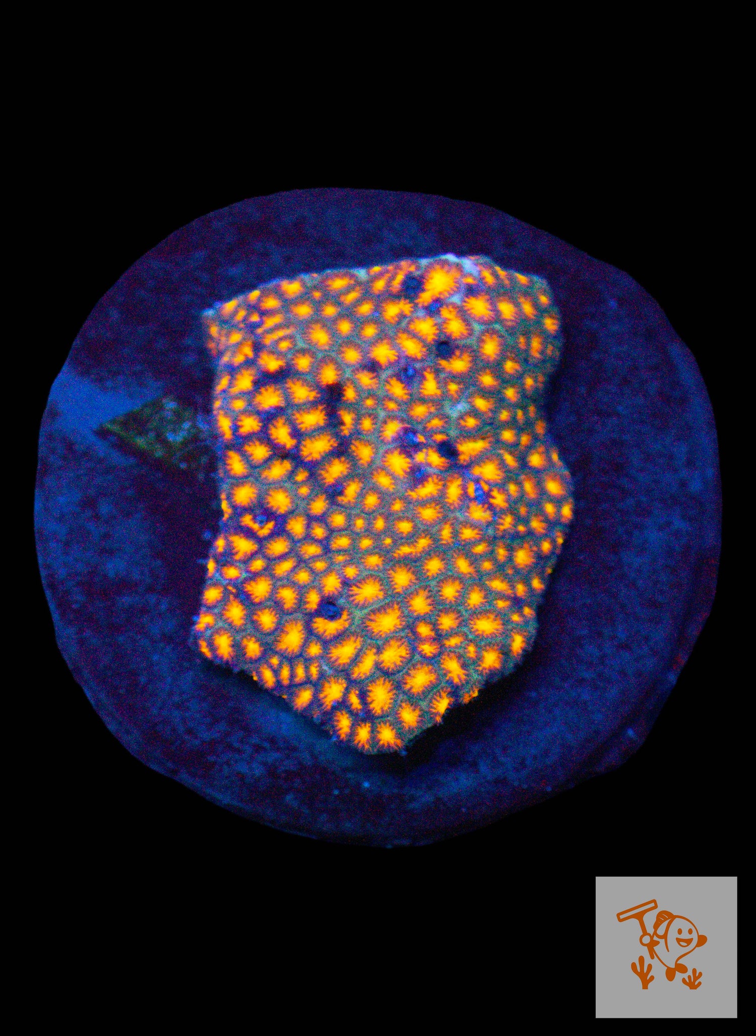 A14 - Orange Leptastrea