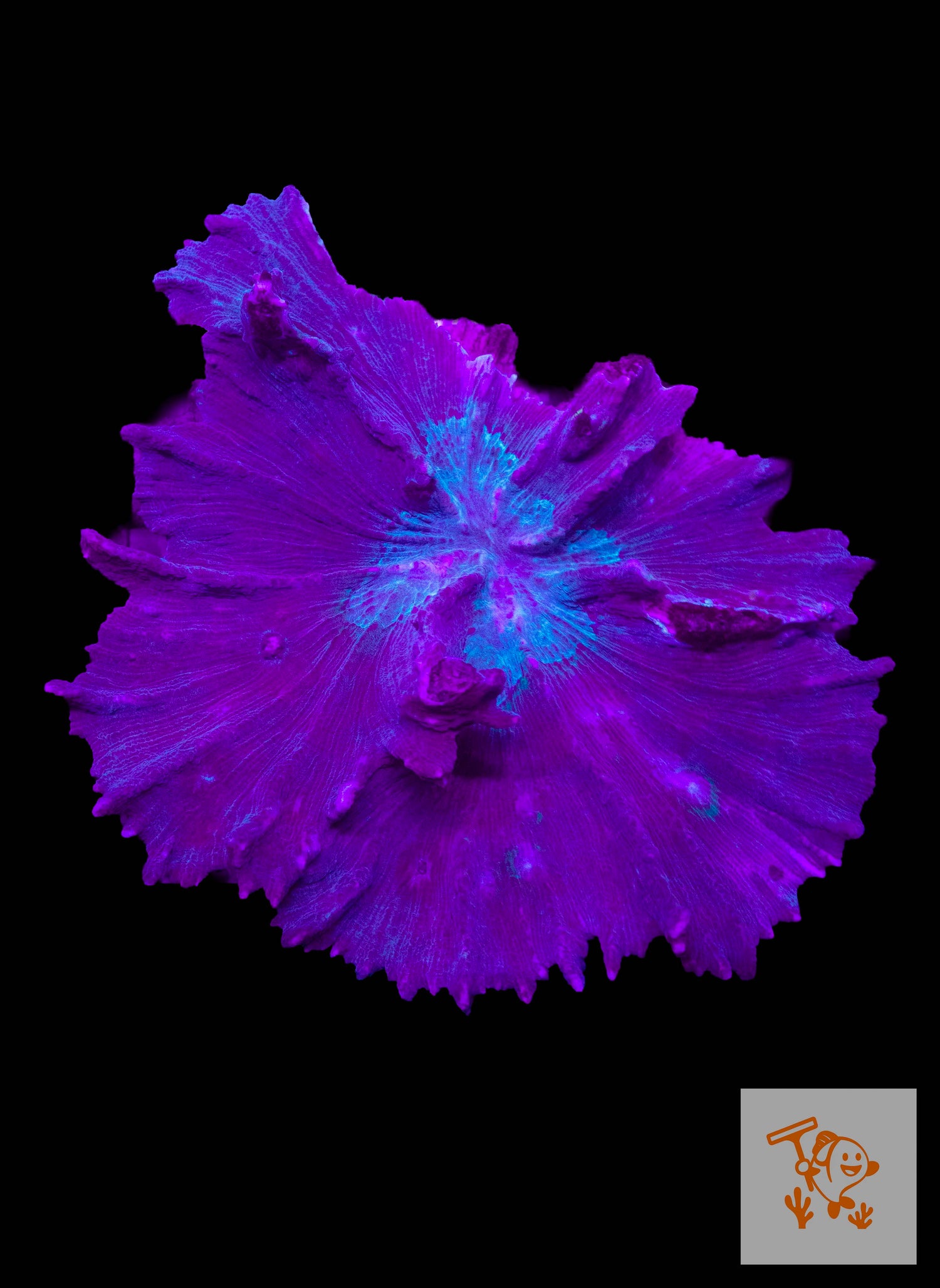 B14 - Green Pectinia