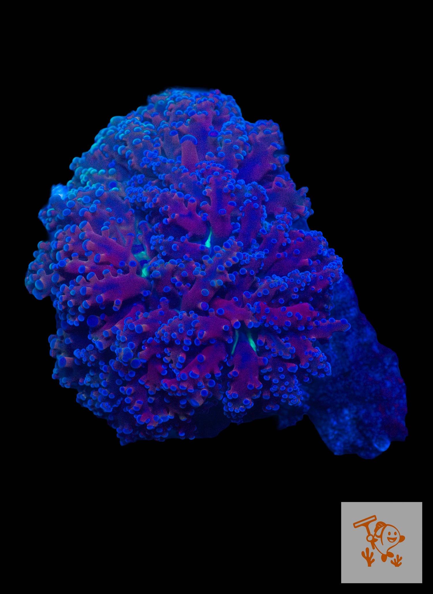 B15 - Purple Frogspawn with Blue Tips on rock