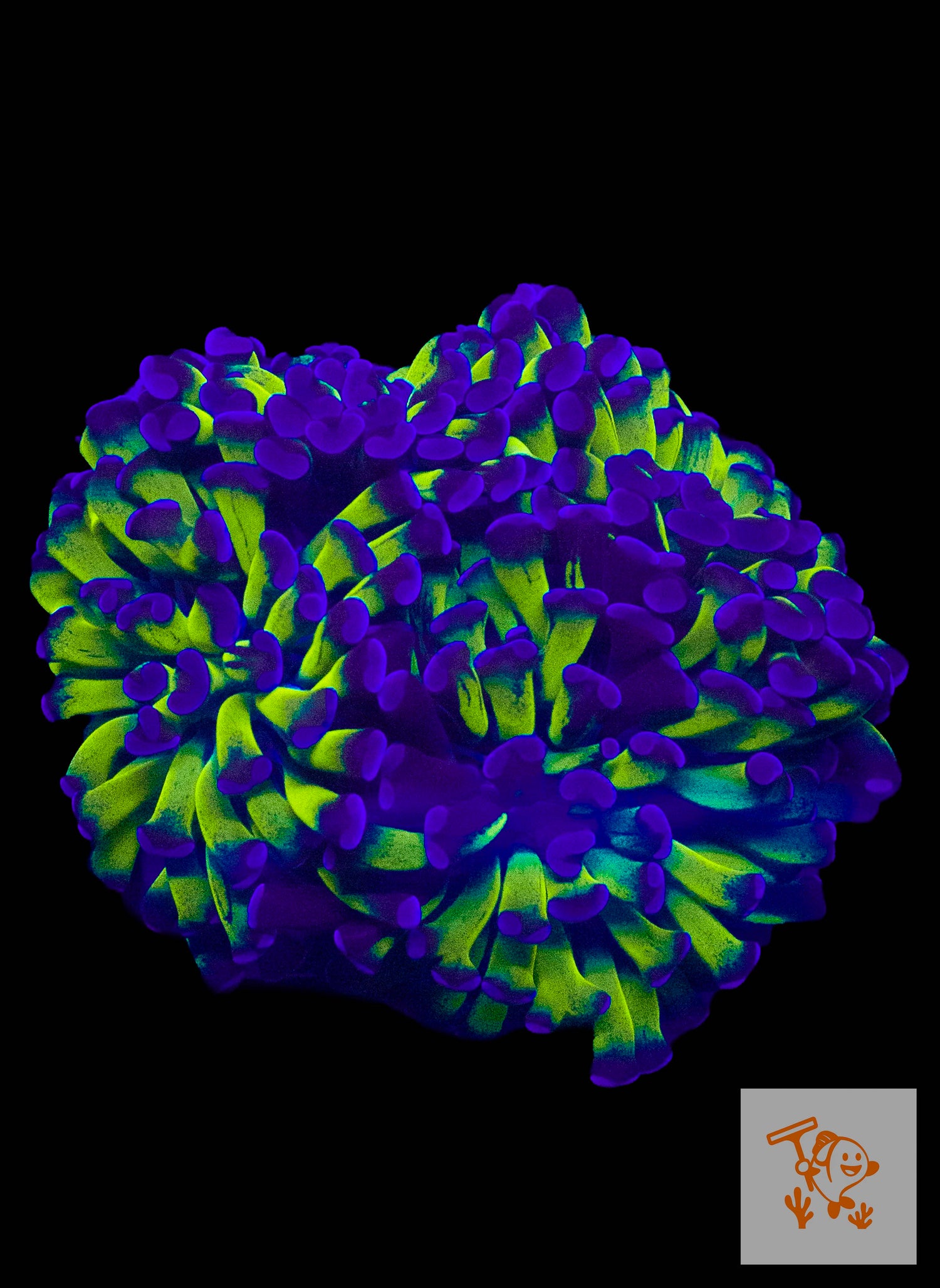 B16 - Green with Purple Tips Hammer Colony