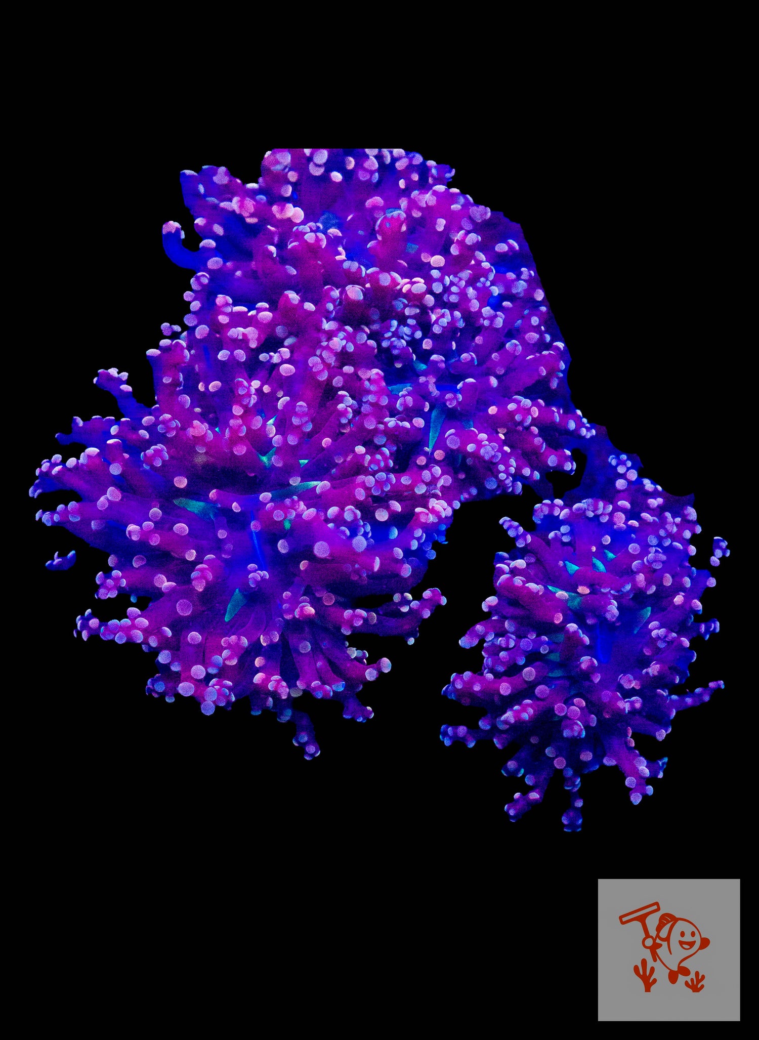 B17 - Purple Branching Frogspawn colony