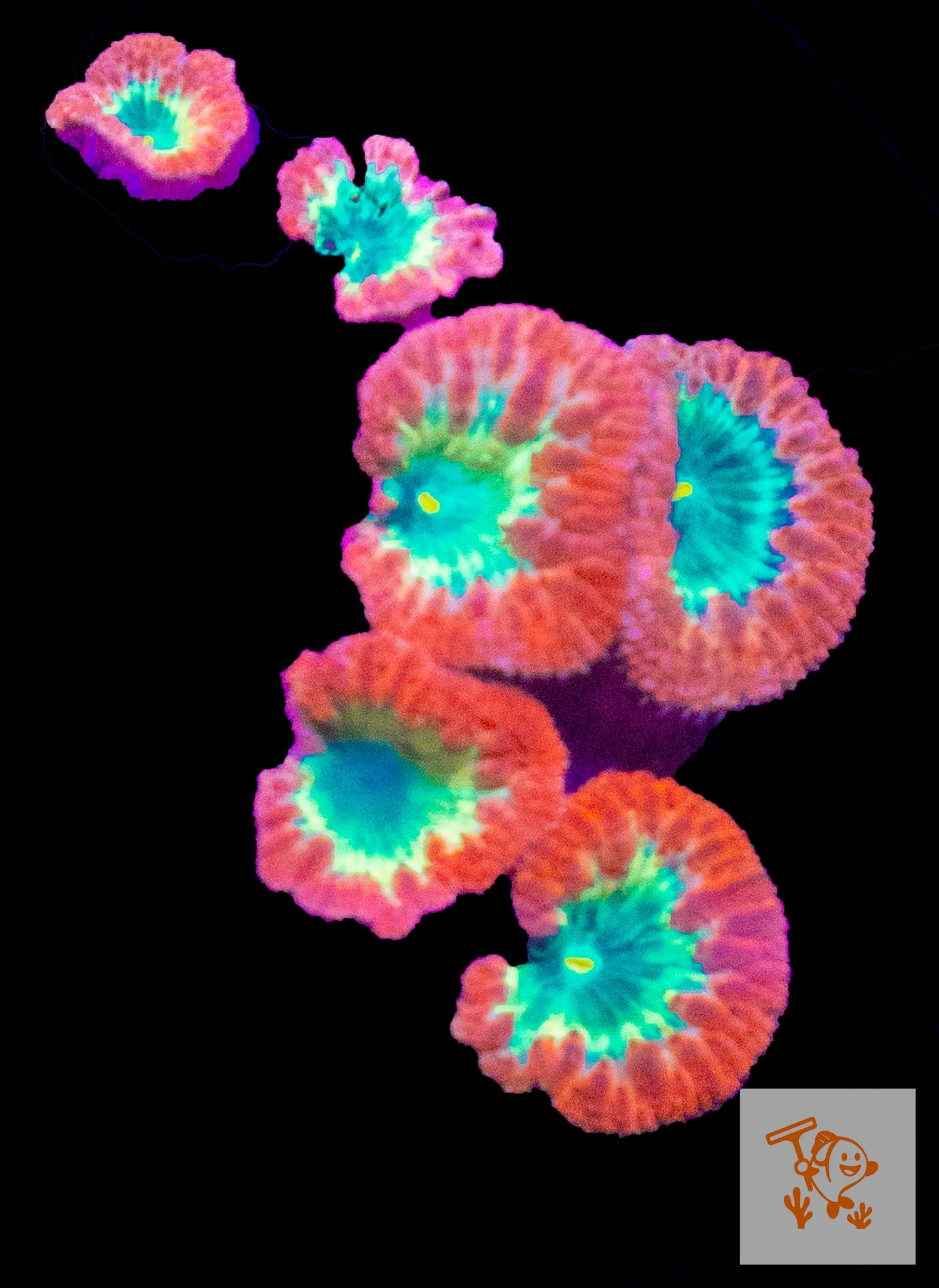 B18 - Red with green mouth Blastomussa colony