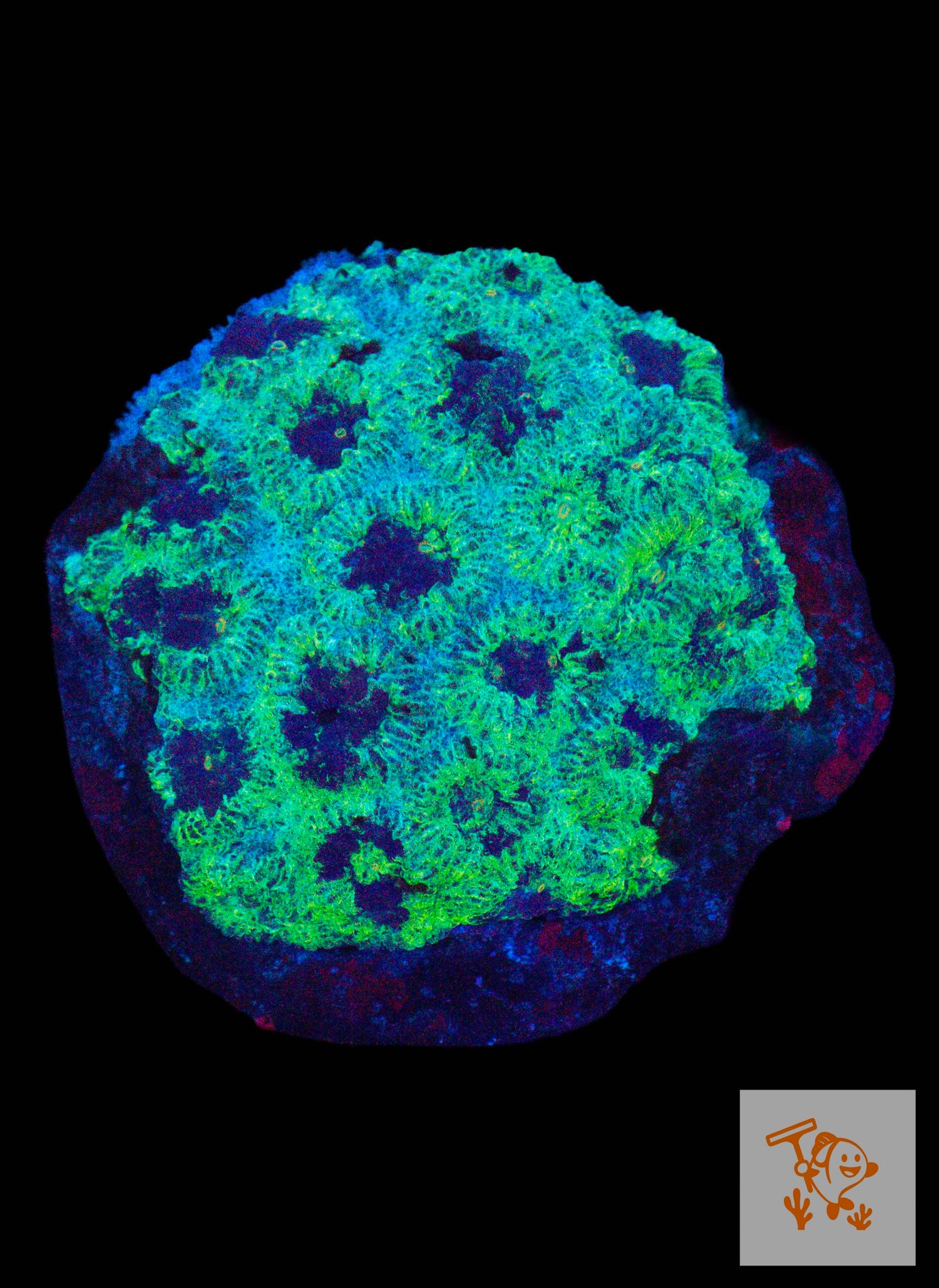 A34 - Green Acan colony image 0