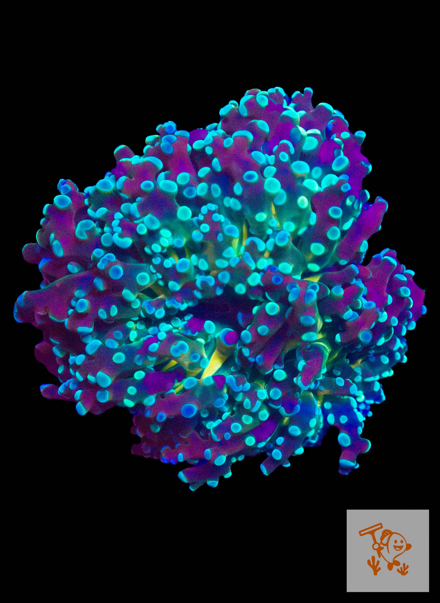 B19 - Green Frogspawn