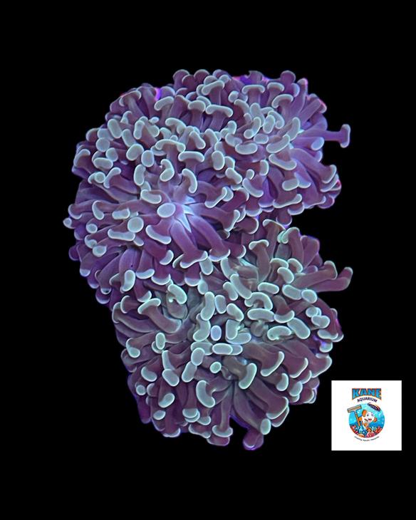 Green hammer image 0