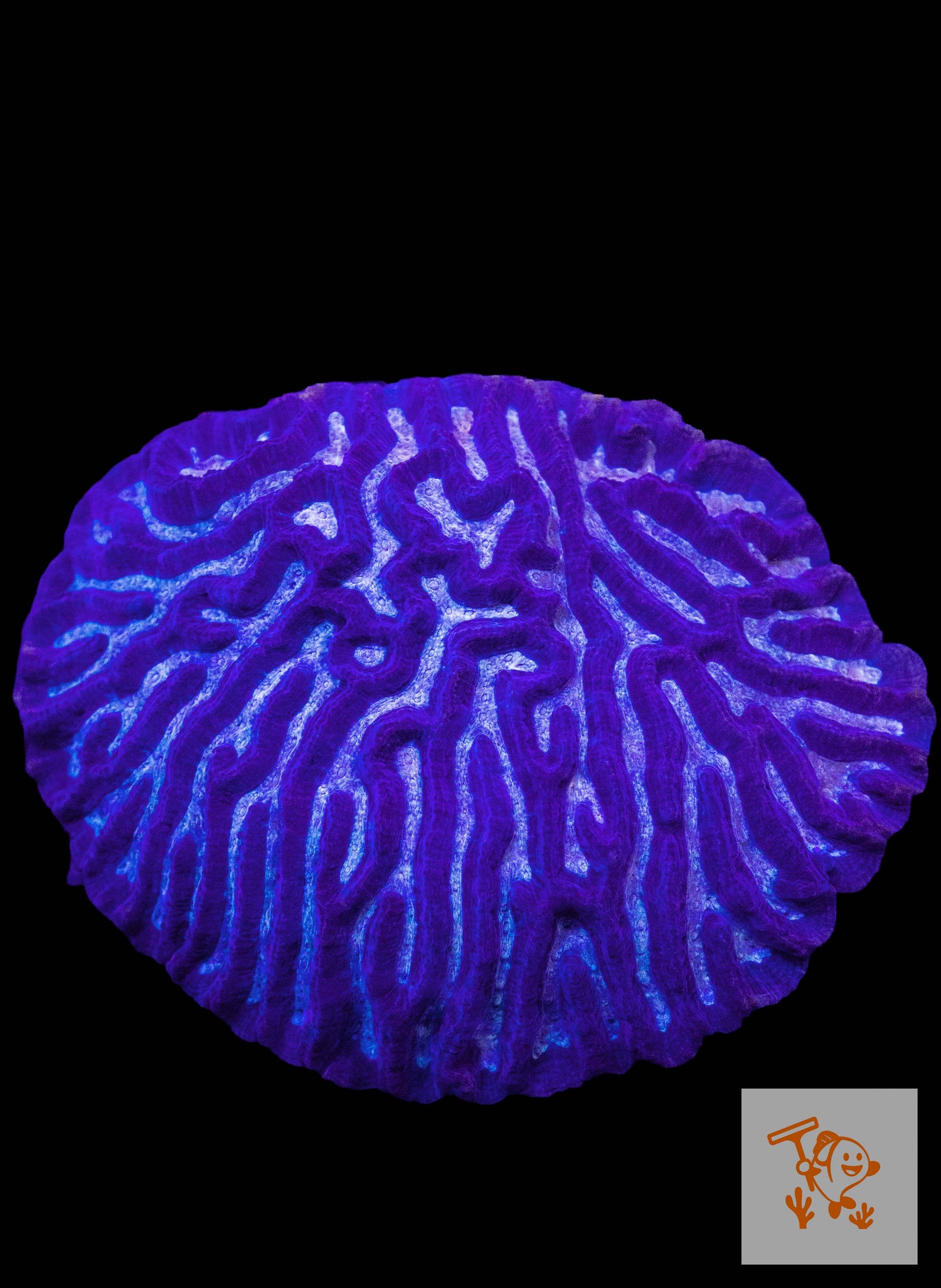 B1 - Maze Brain Colony