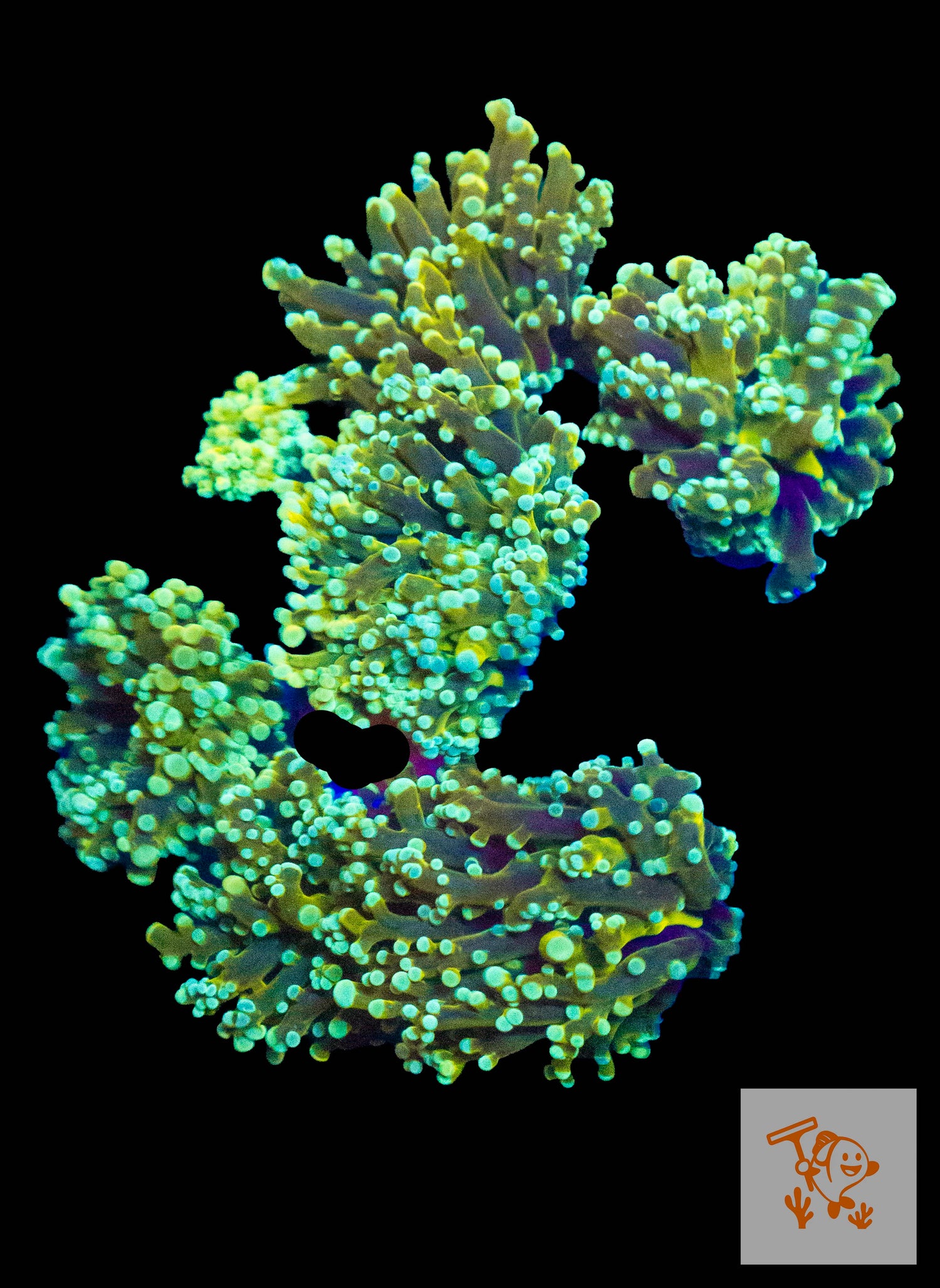 B20 - Neon Green branching Frogspawn colony