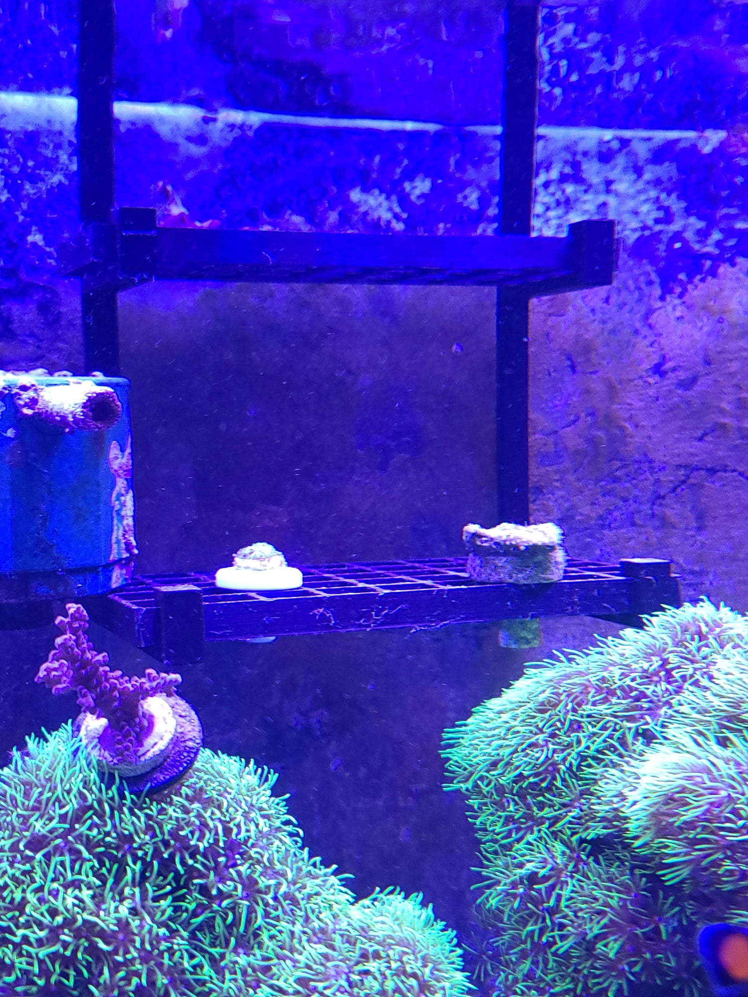3D print - Coral frags mount
