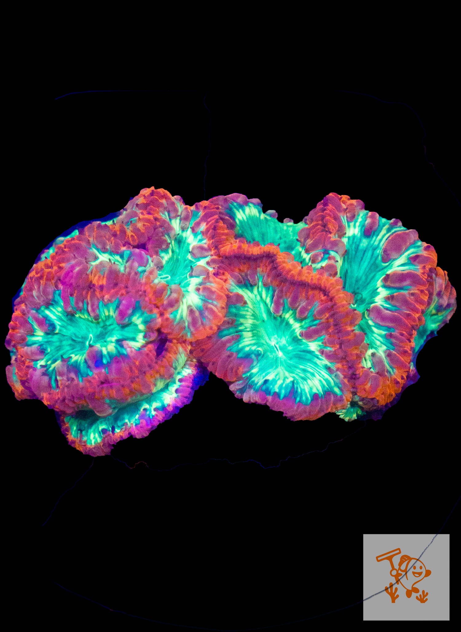 B21 - Red and green Blastomussa
