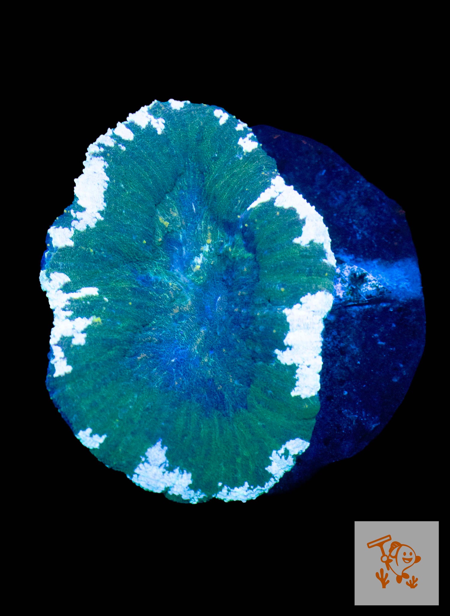 A22 - Army Green Scolymia with white Border (Rare)