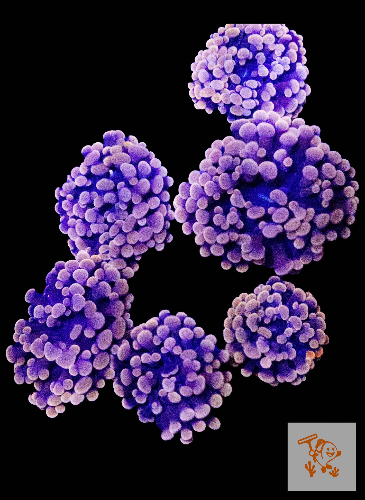 B22 - Rose Hammer Colony