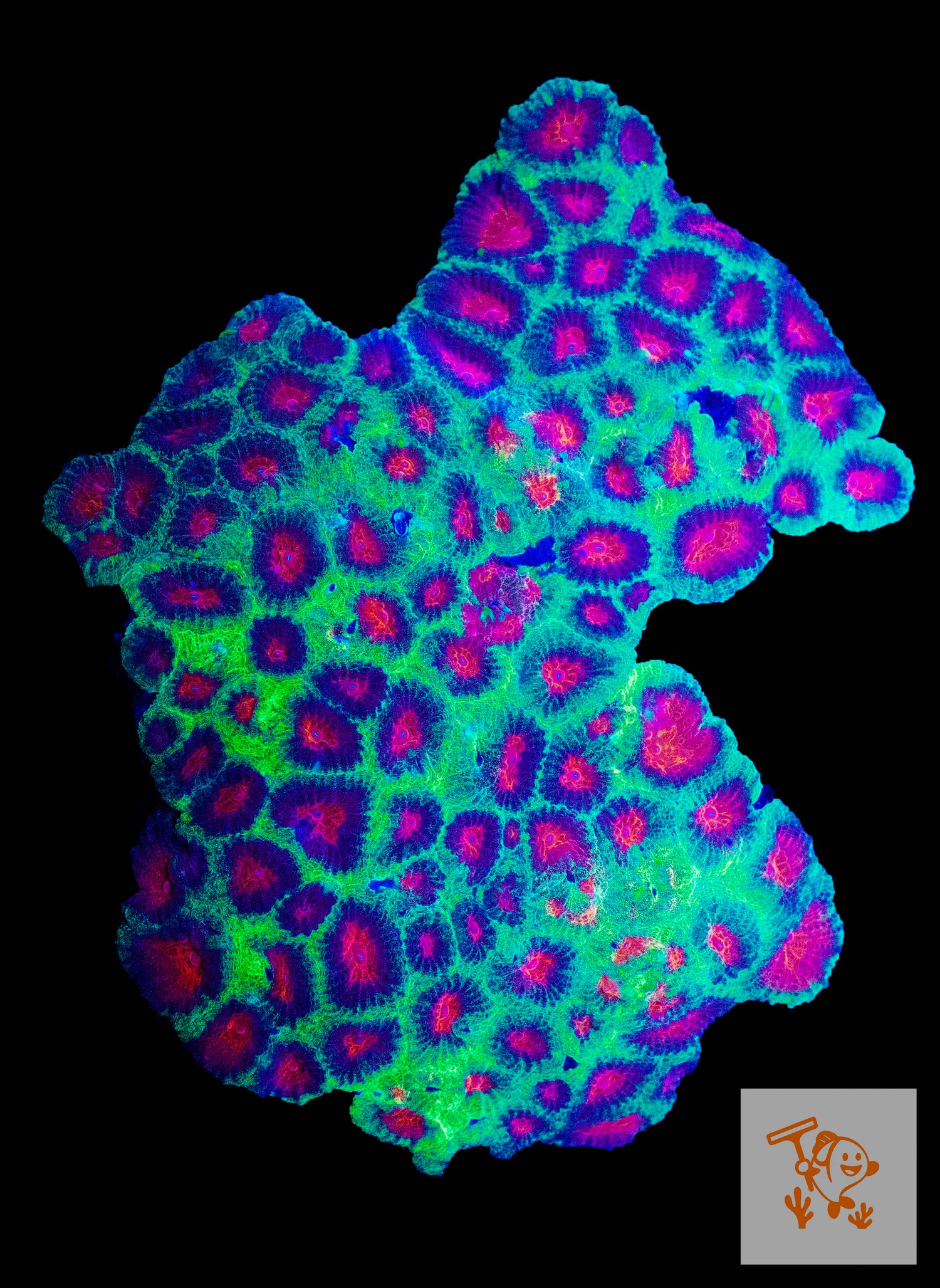 B23 - Tricolor Favia Colony