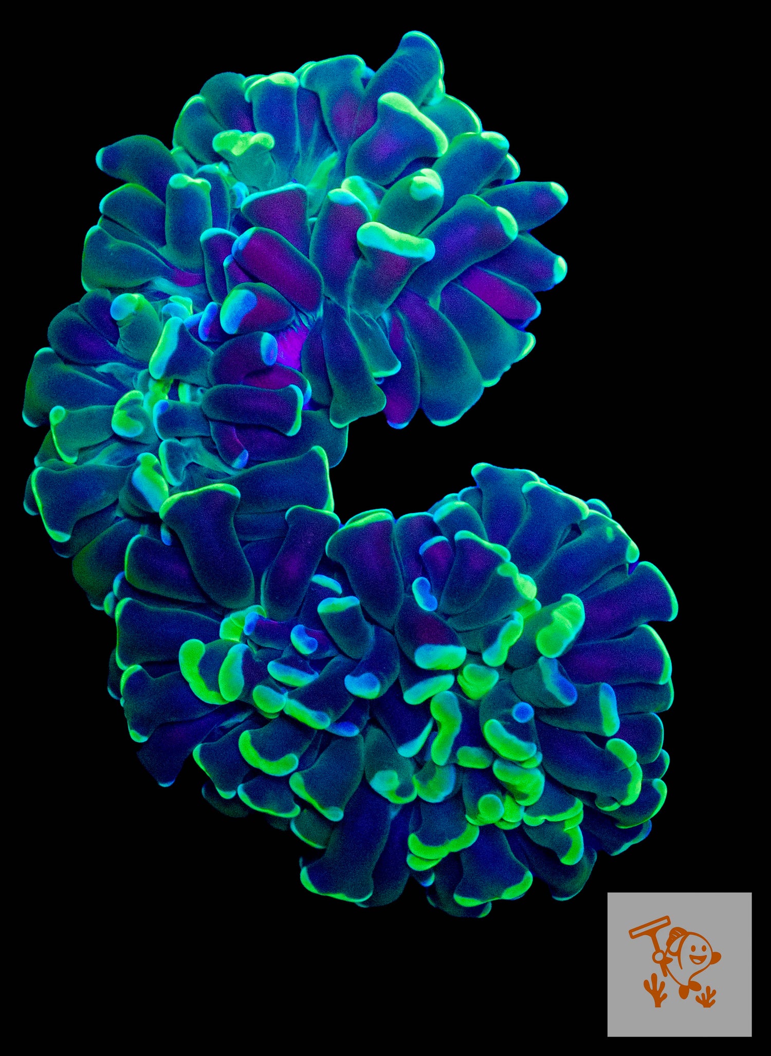 B25 - Blue and Green Hammer Colony