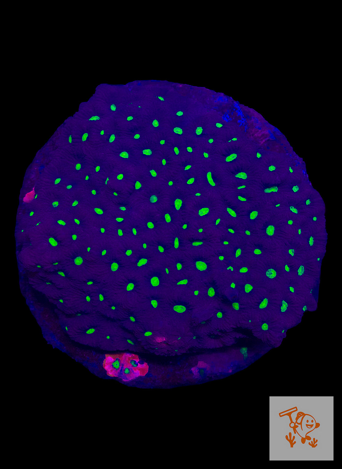 B28 - Purple with green mouth Favites