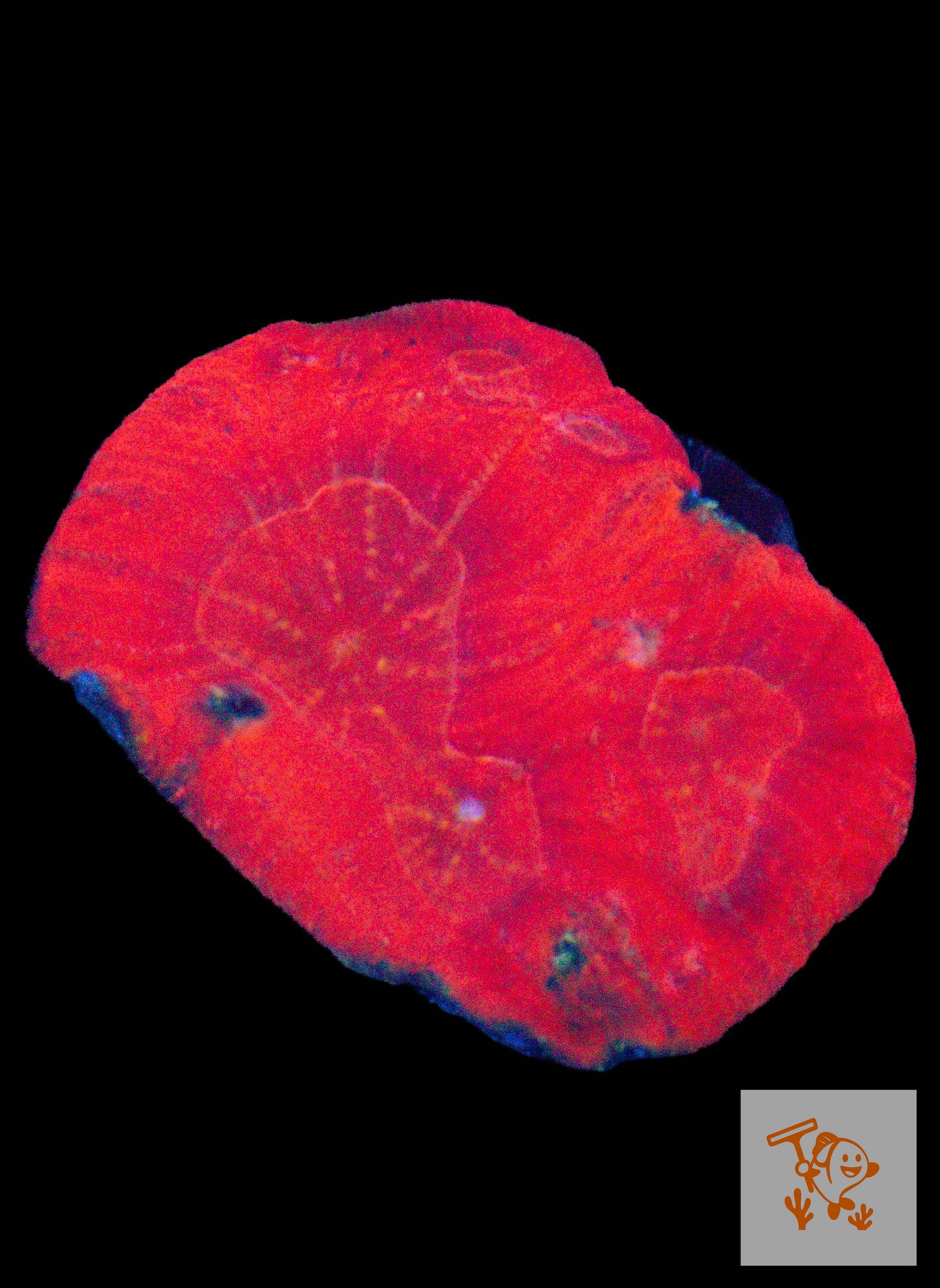 A29 - Red Australomussa