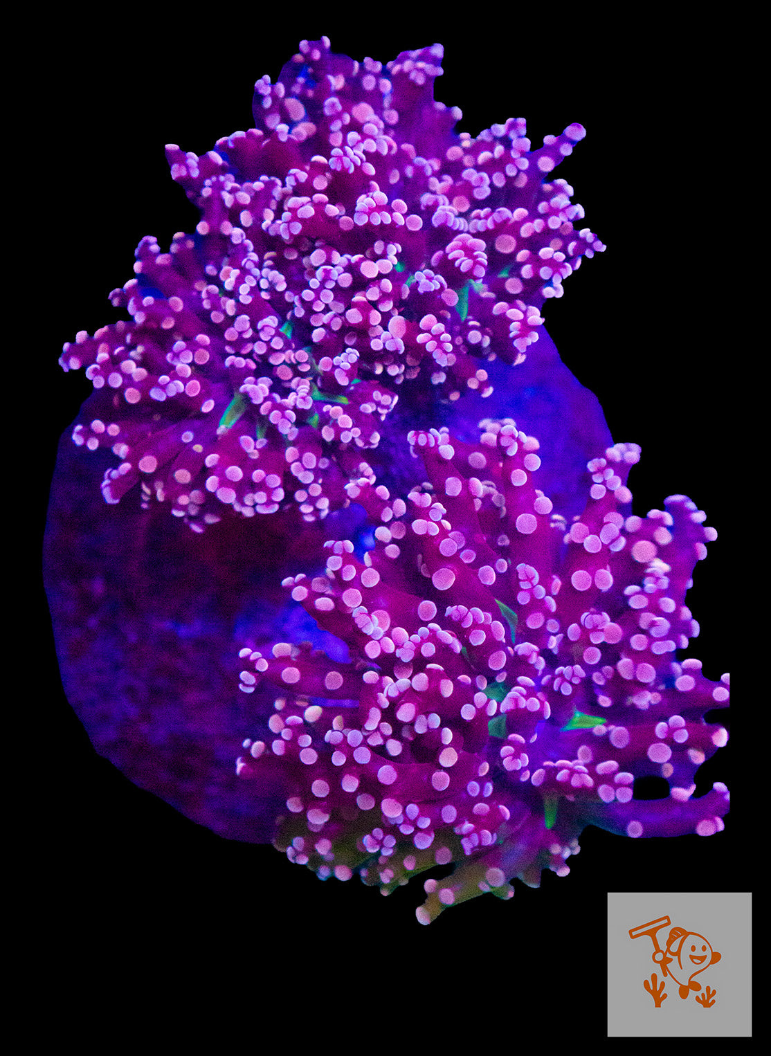 B29 - Pink Frogspawn Colony