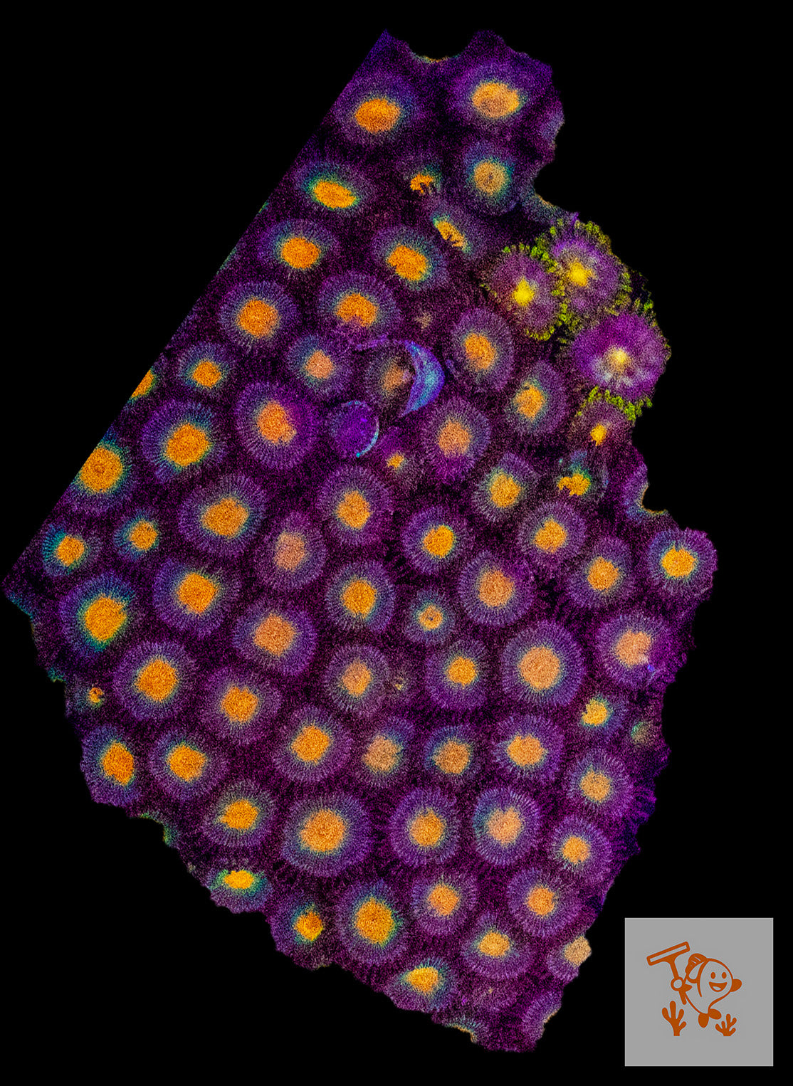 Orange center with Purple skirt zoas