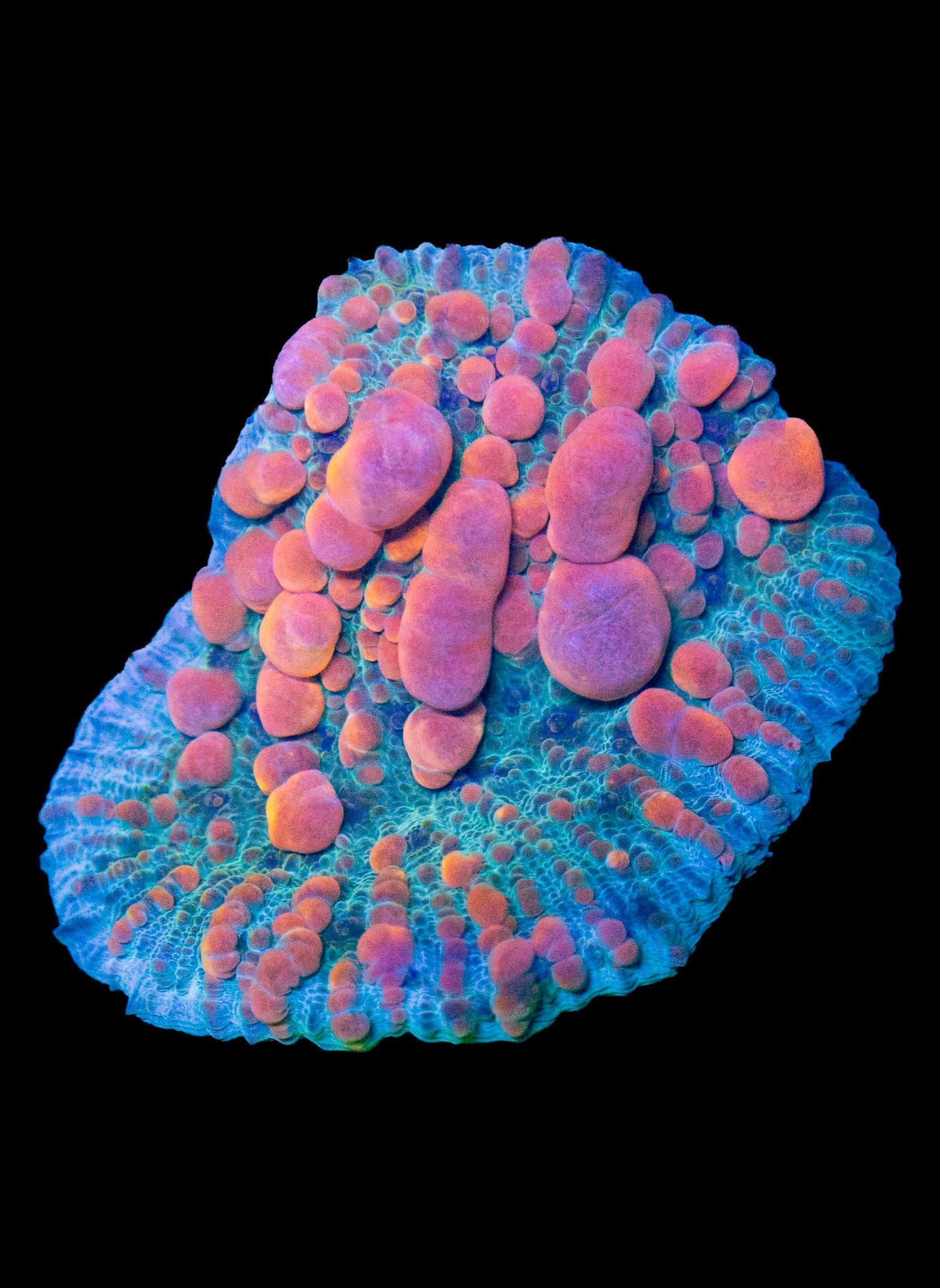 A2 - Pink Bubble Blue Chalice