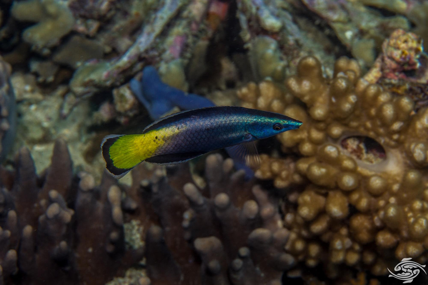 Bi-Color Cleaner Wrasse image 0