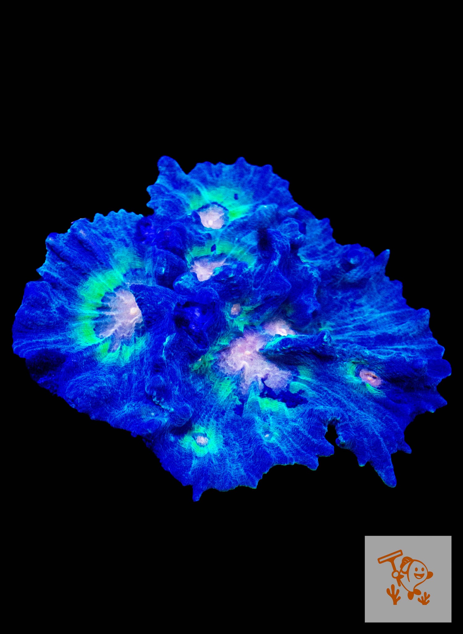 B31 - Green Rainbow Pectinia