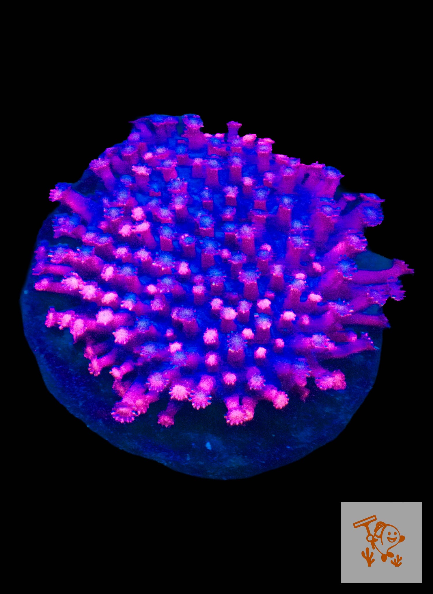 B32 - Pink Gonipora