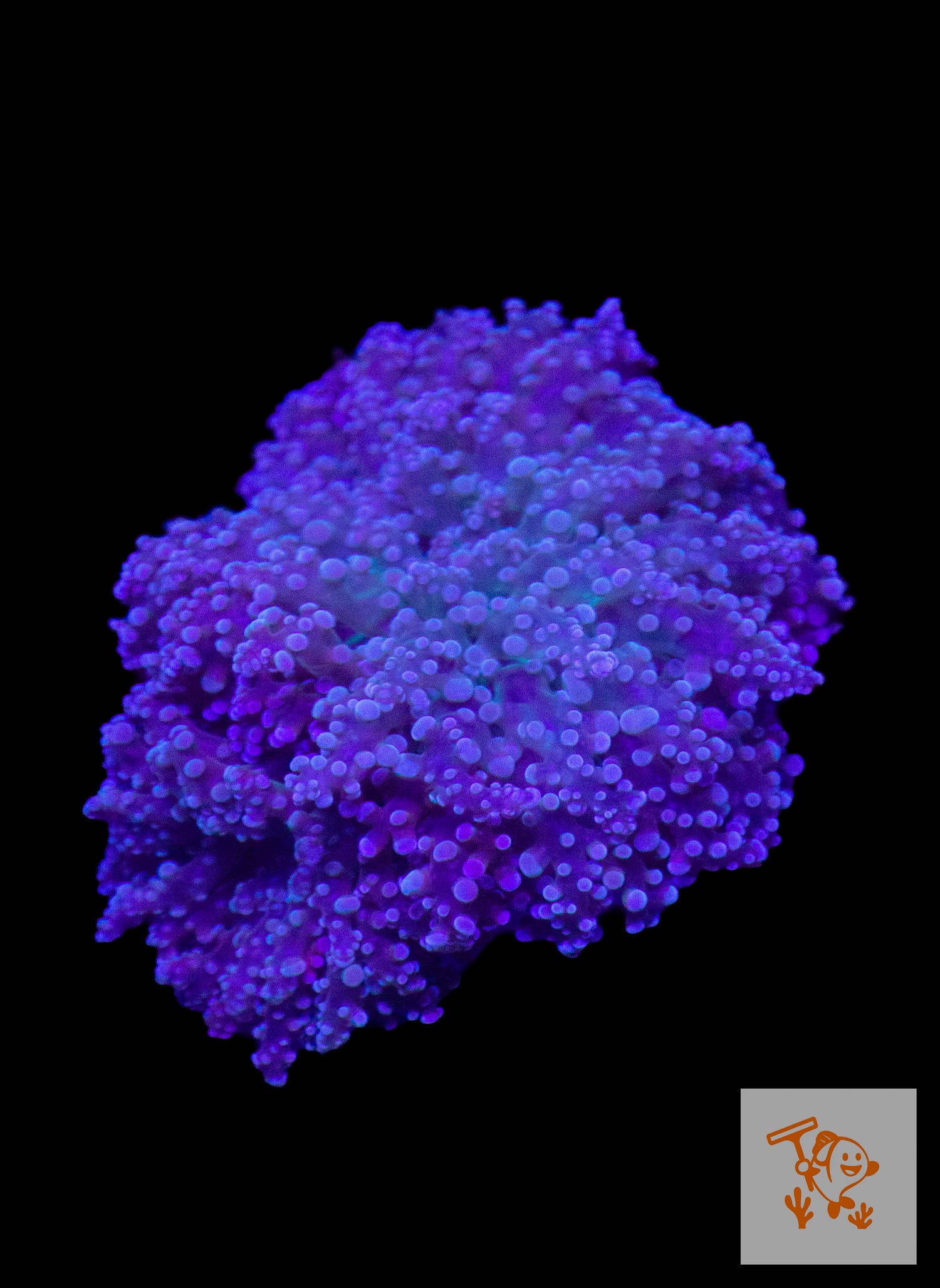 B34 - Purple and Silver Frogspawn