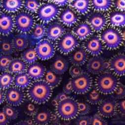 Eagle's Eyes Zoas