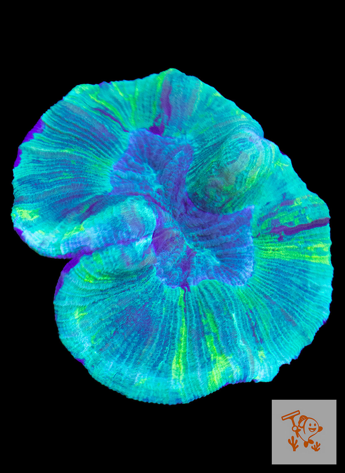 B36 - Green trachyphyllia with yellow and purple lines