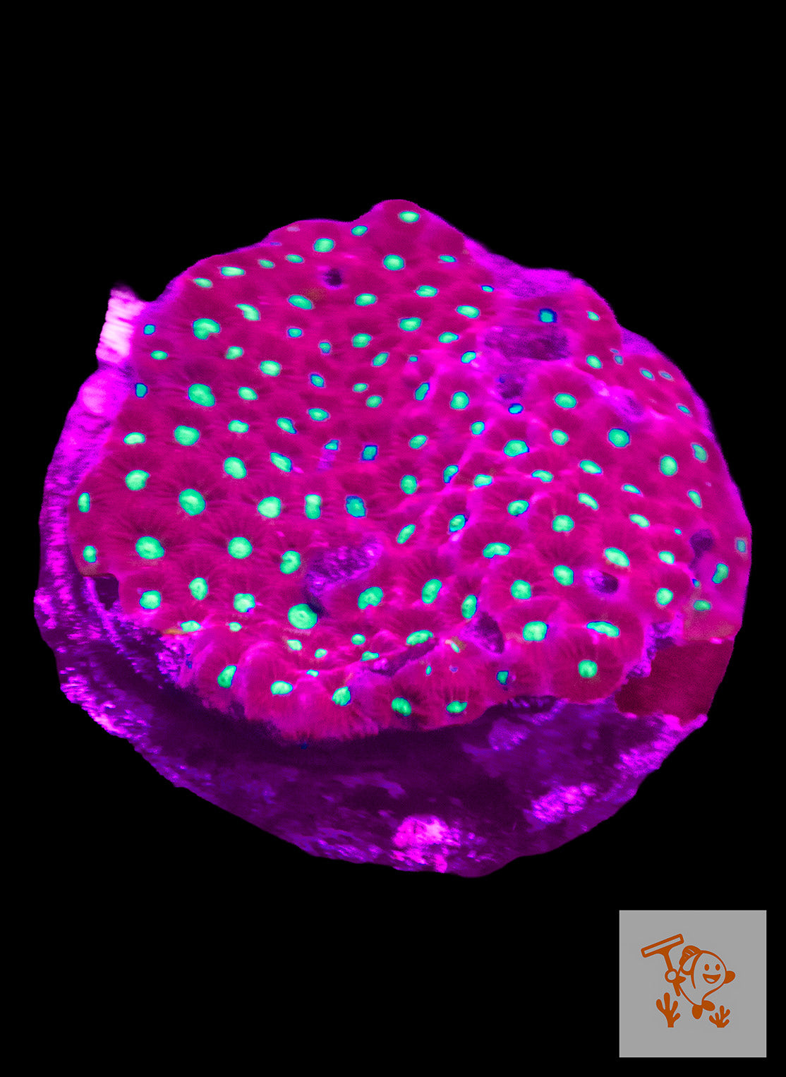 B37 - Pink with green mouth Favites