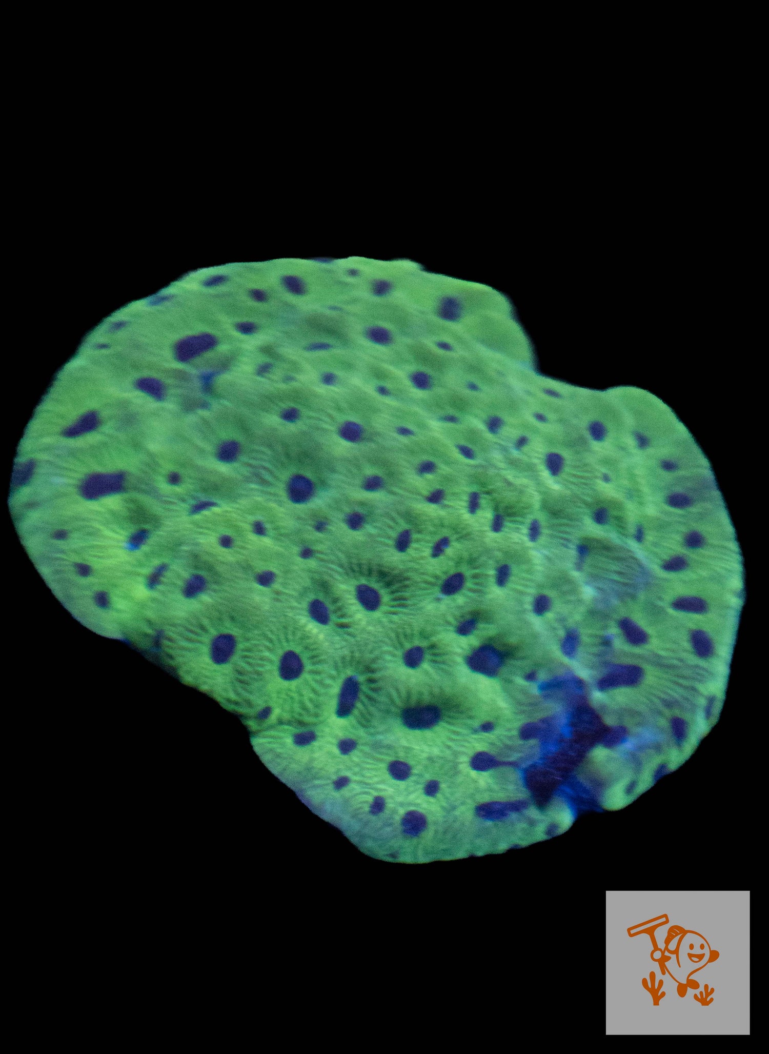 B38 - Green with Blue mouth Favites