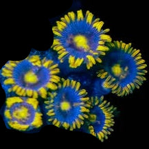 Blueberry Pie Zoas