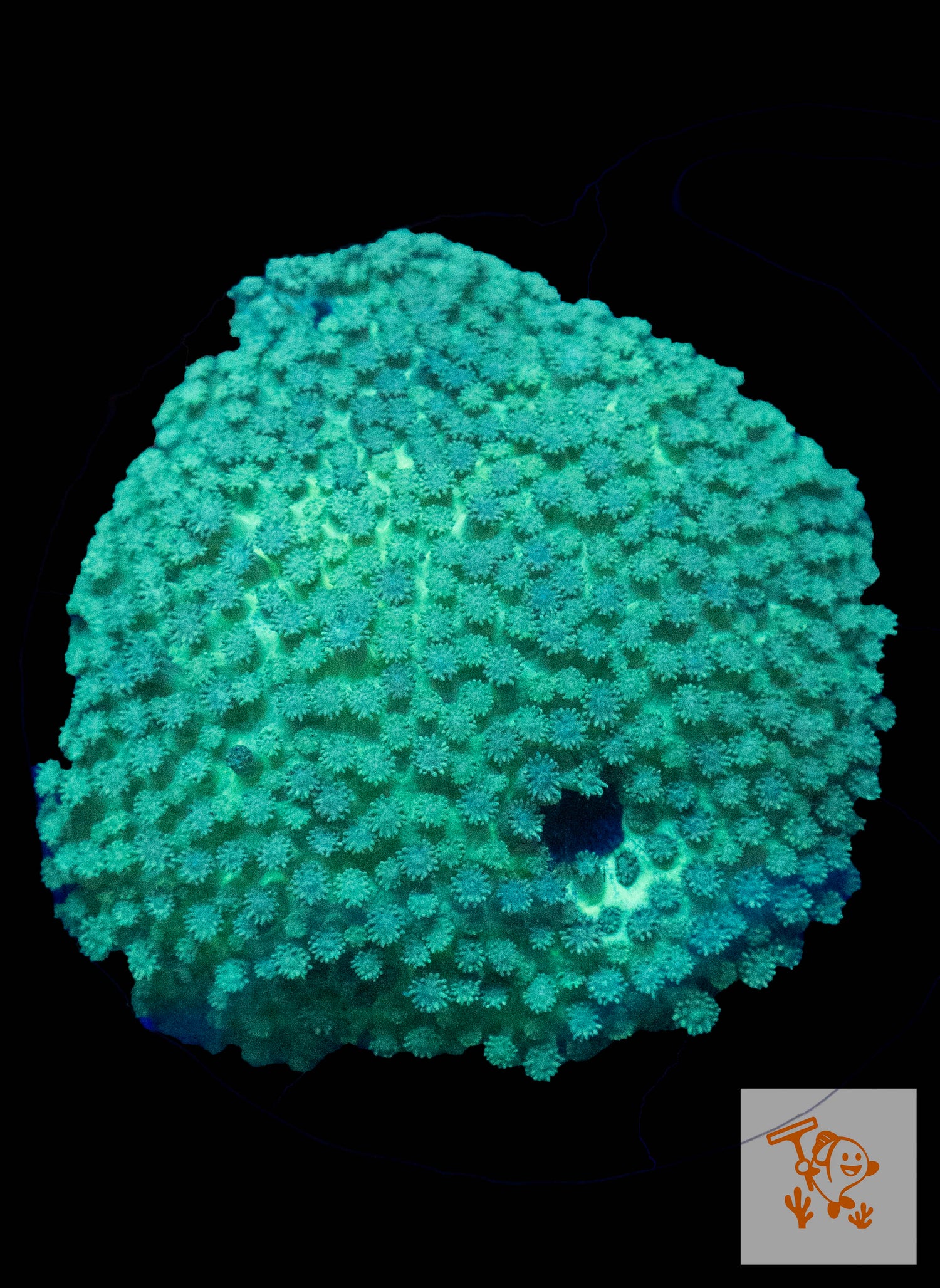 B3 - Green Alvelopora colony