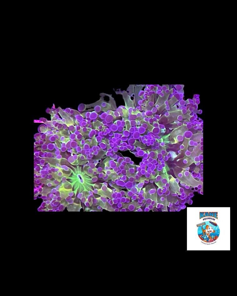 Purple frogspawn image 0