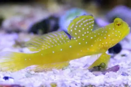 Yellow Watchman Goby M image 0