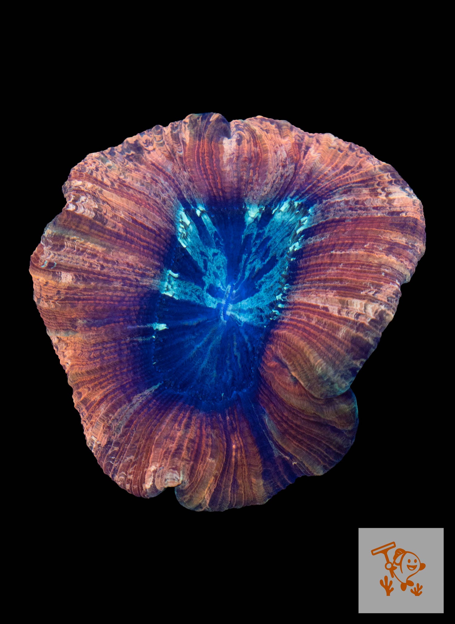 A33 - Rainbow Trachyphyllia image 0