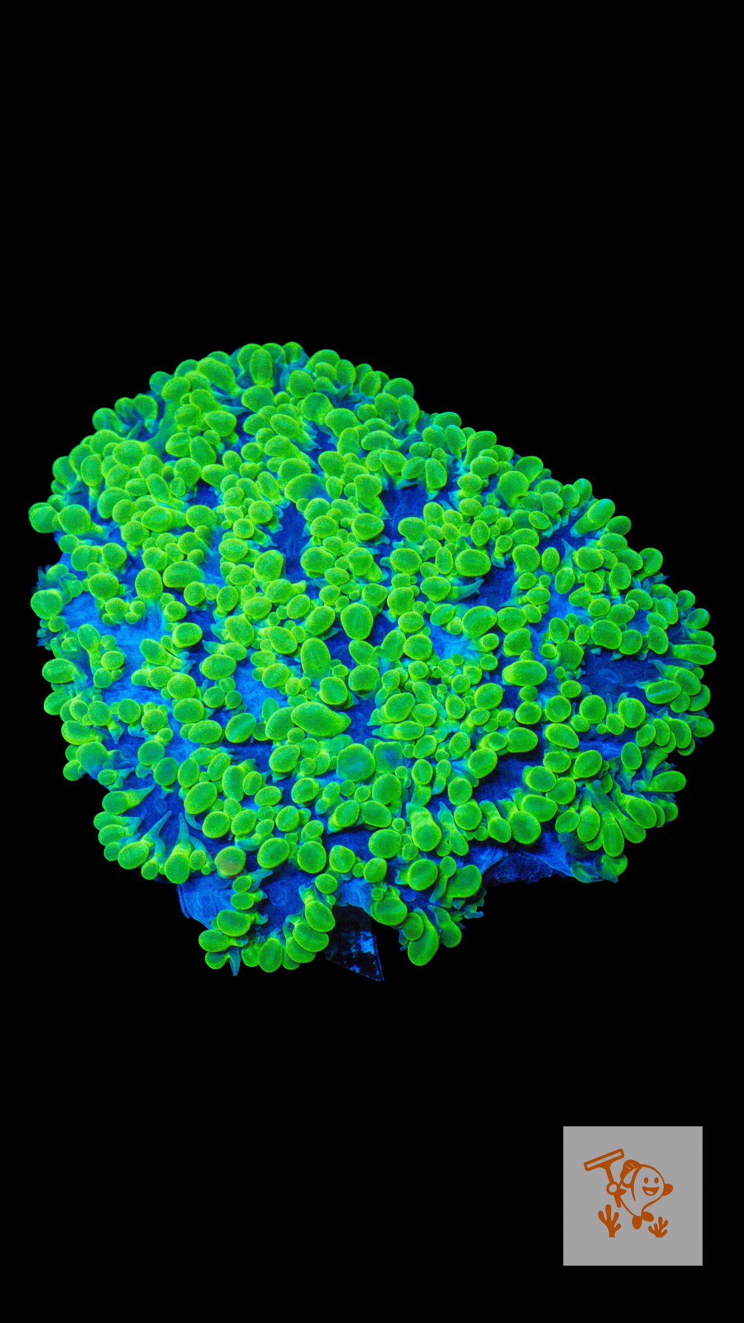 A38 - Pearl Bubble Coral