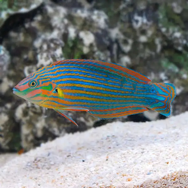 Melanurus Wrasse M image 0