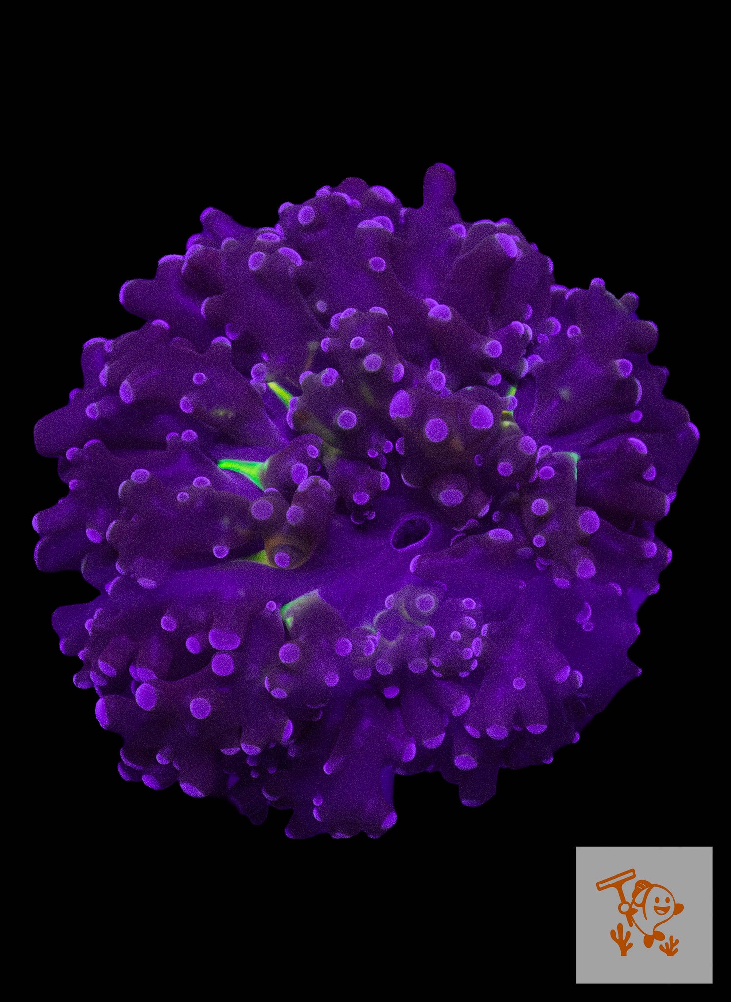 B4 - Purple Frogspawn