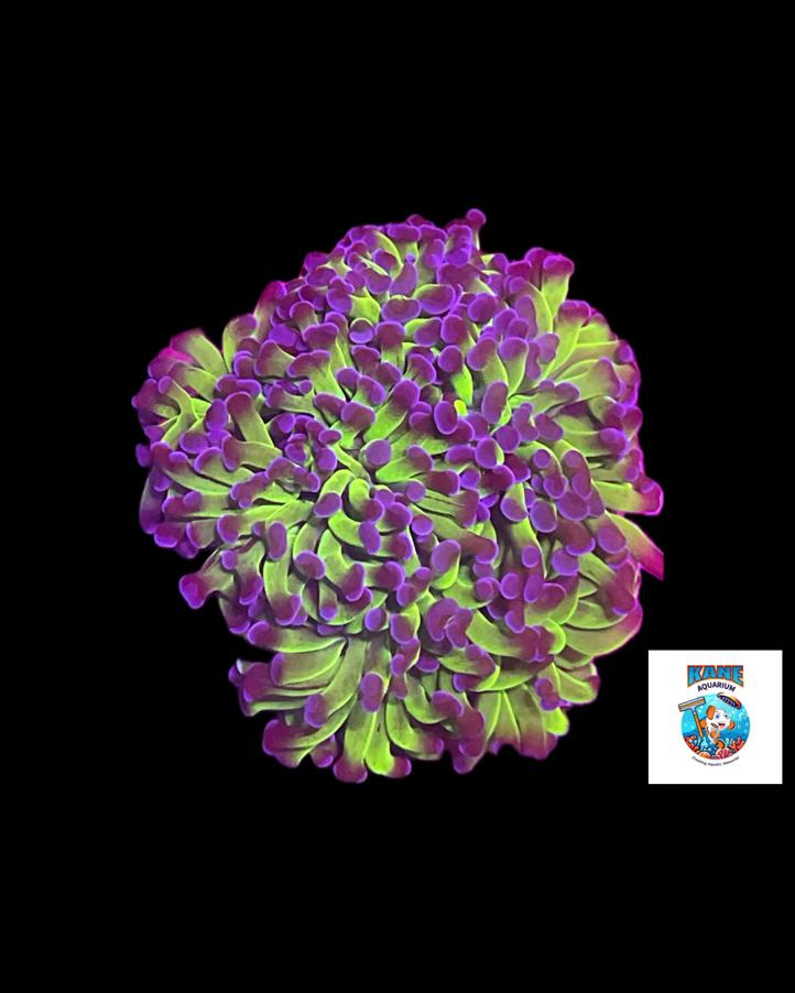 Blue/purple hammer image 0