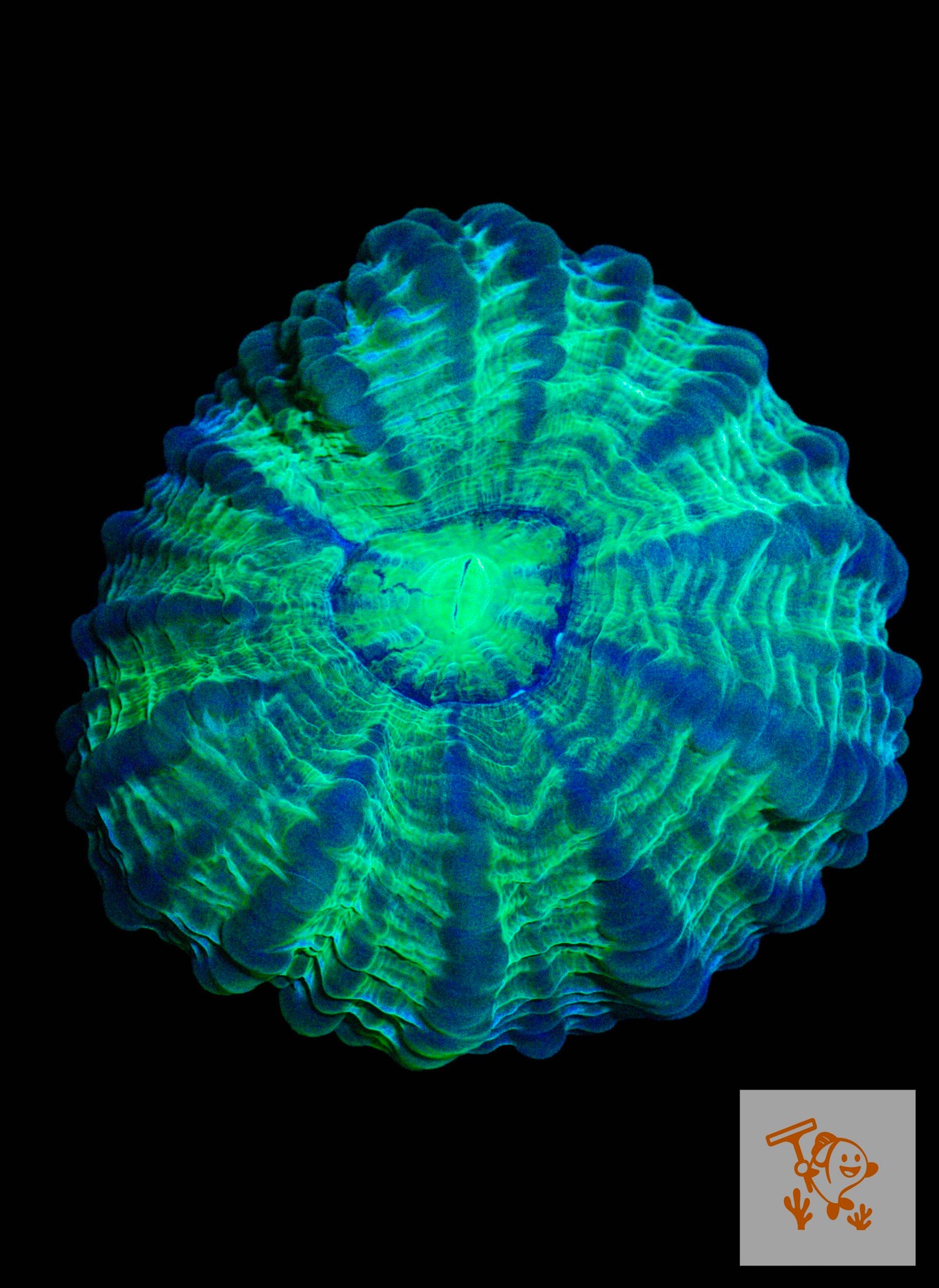 A25 - Green and Blue Acanthophyllia image 0