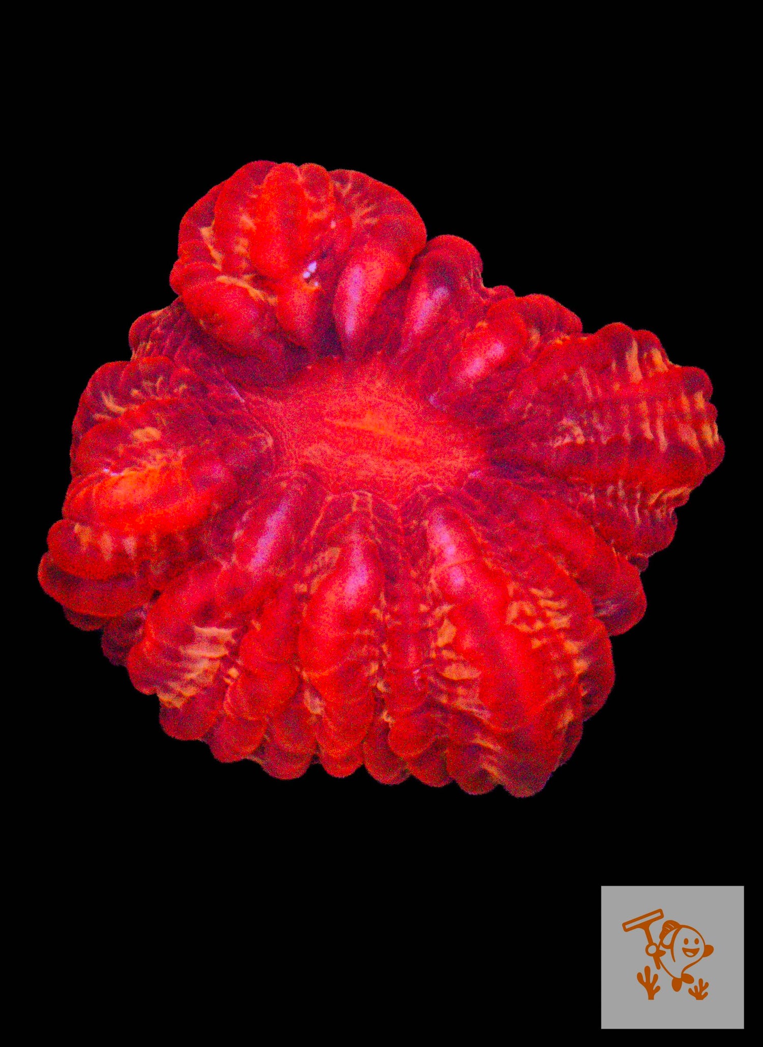 A40 - Red Cynarina image 0