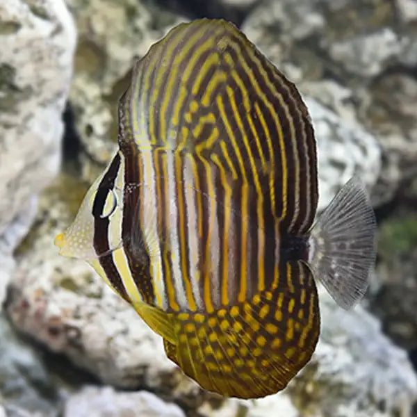 Desjardin Sailfin Tang M image 0