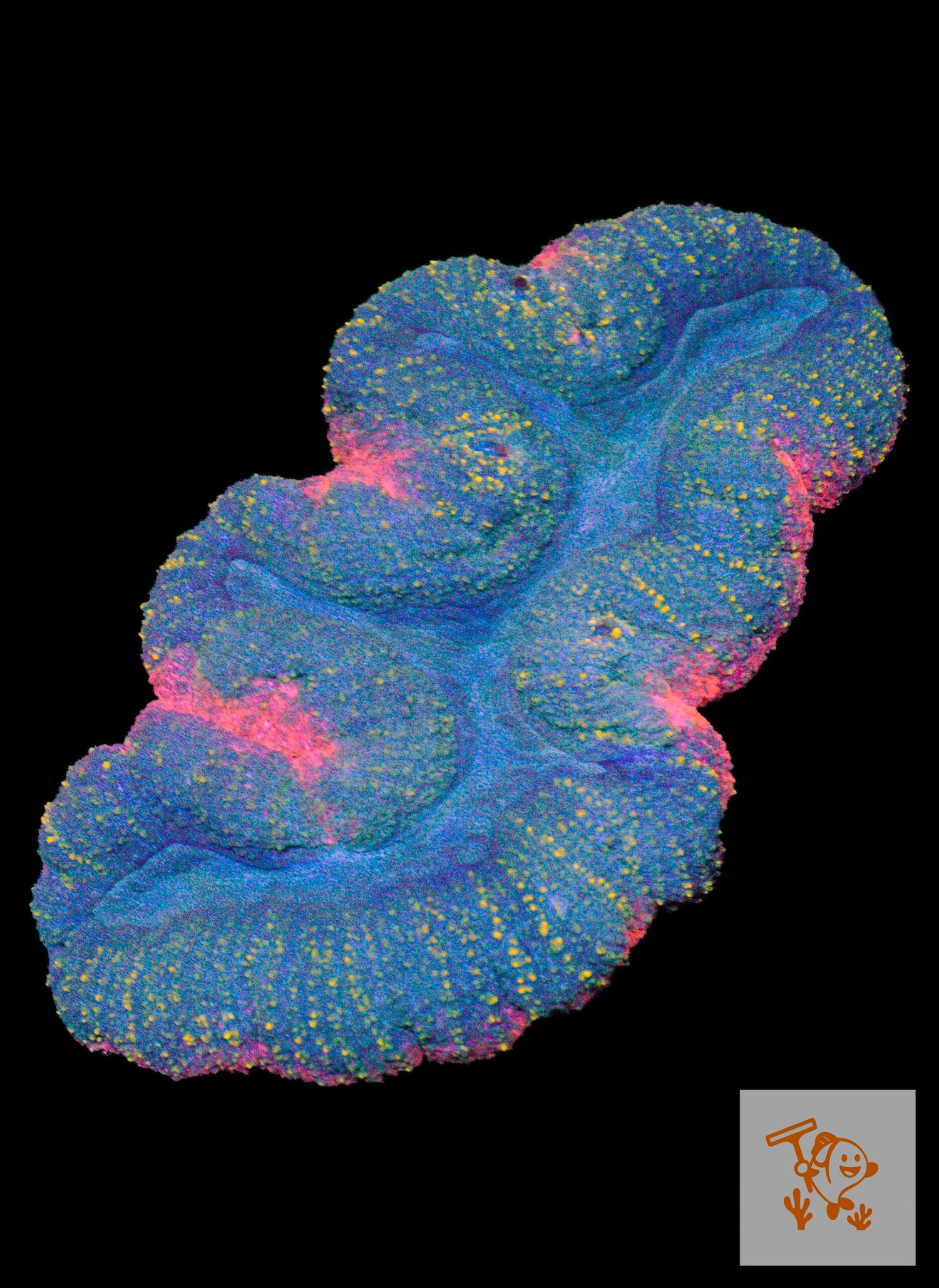 A50 - Blue, Orange, Pink Lobophyllia (XL) image 0