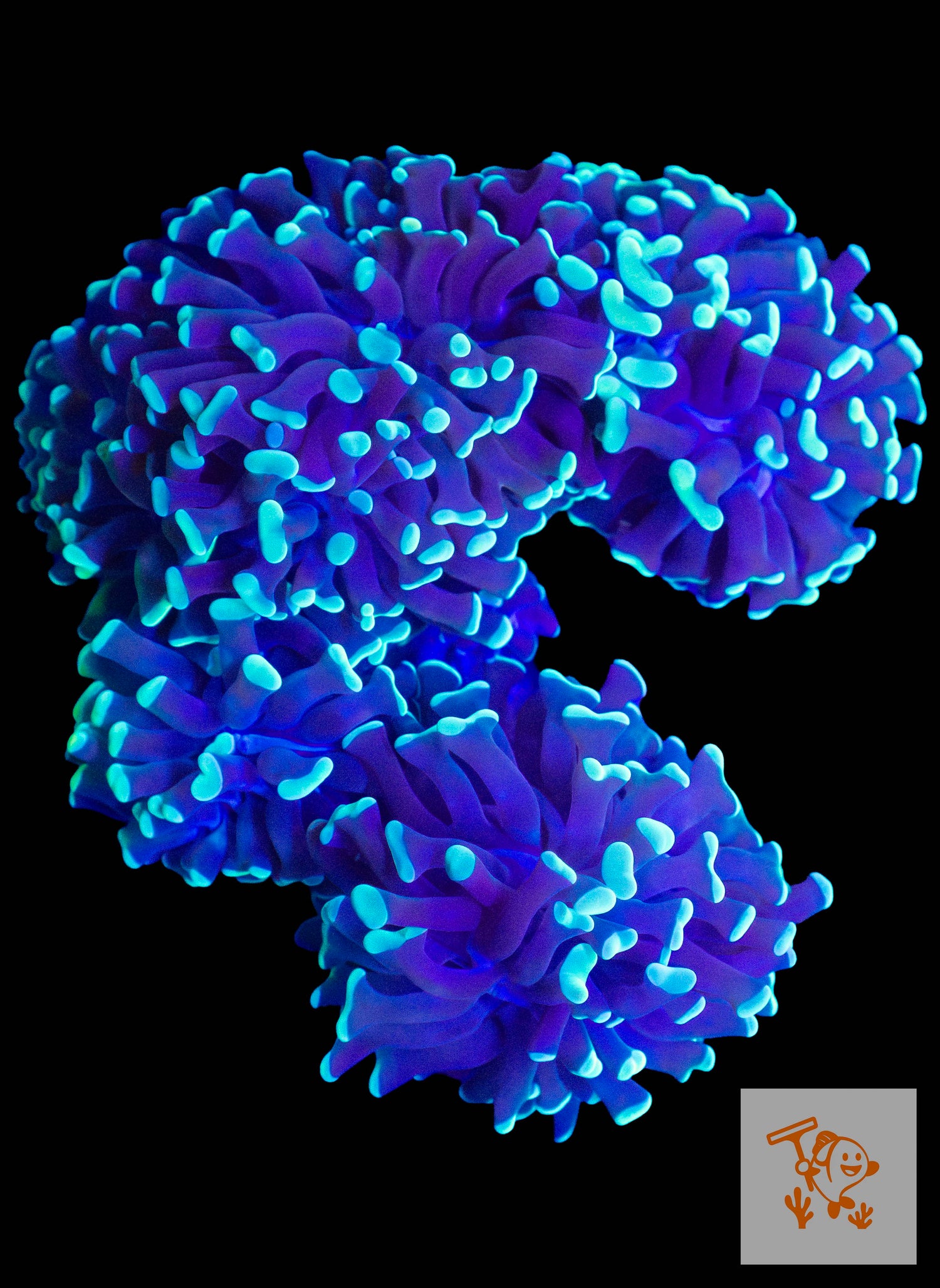 B5 - Purple with Green Tips branching hammer colony (Heart Shape)