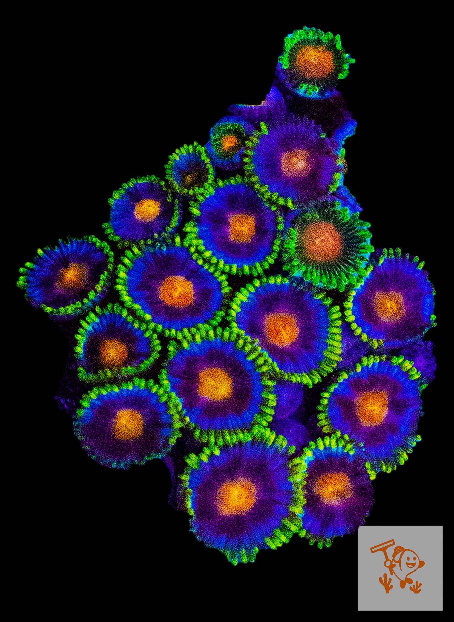Blue pop zoas